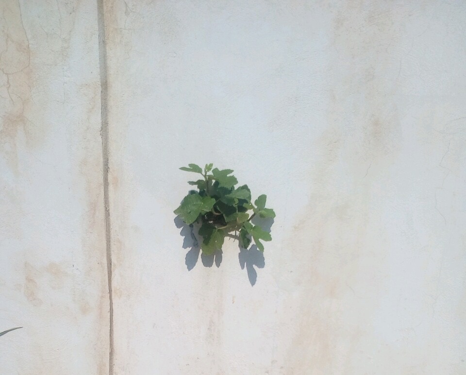 درخت1