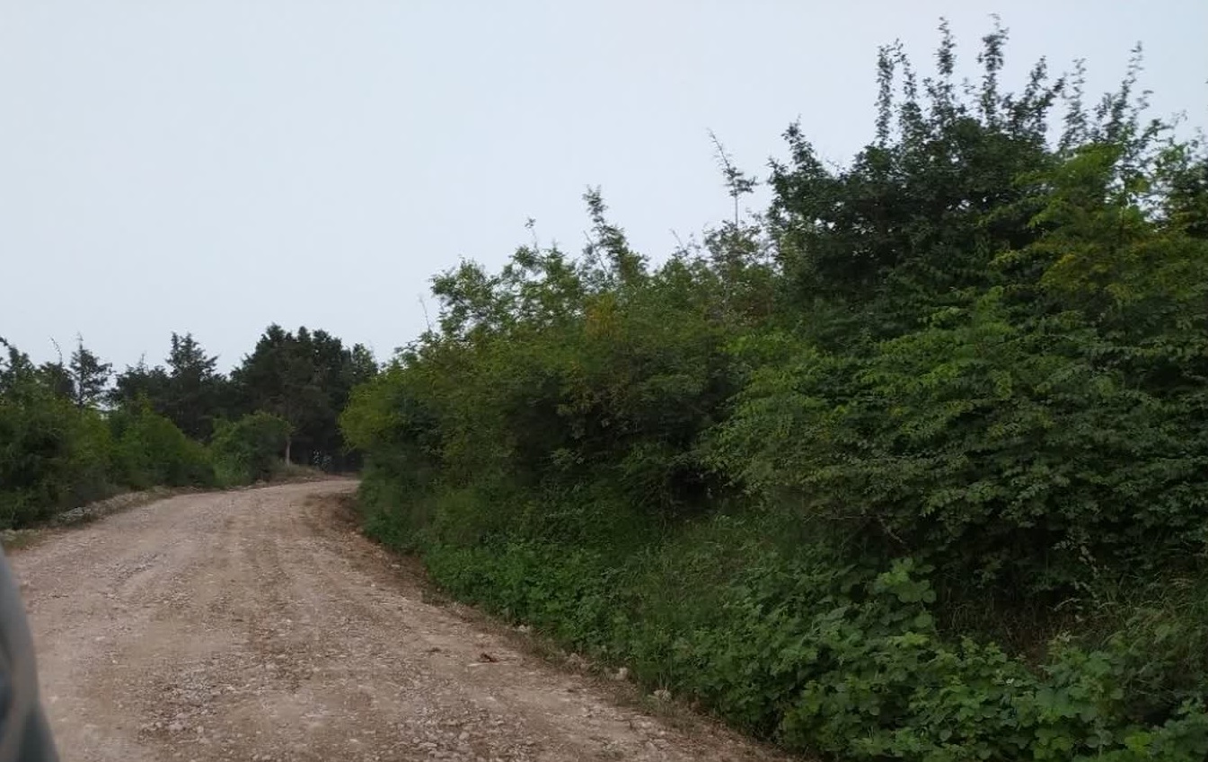 jangal