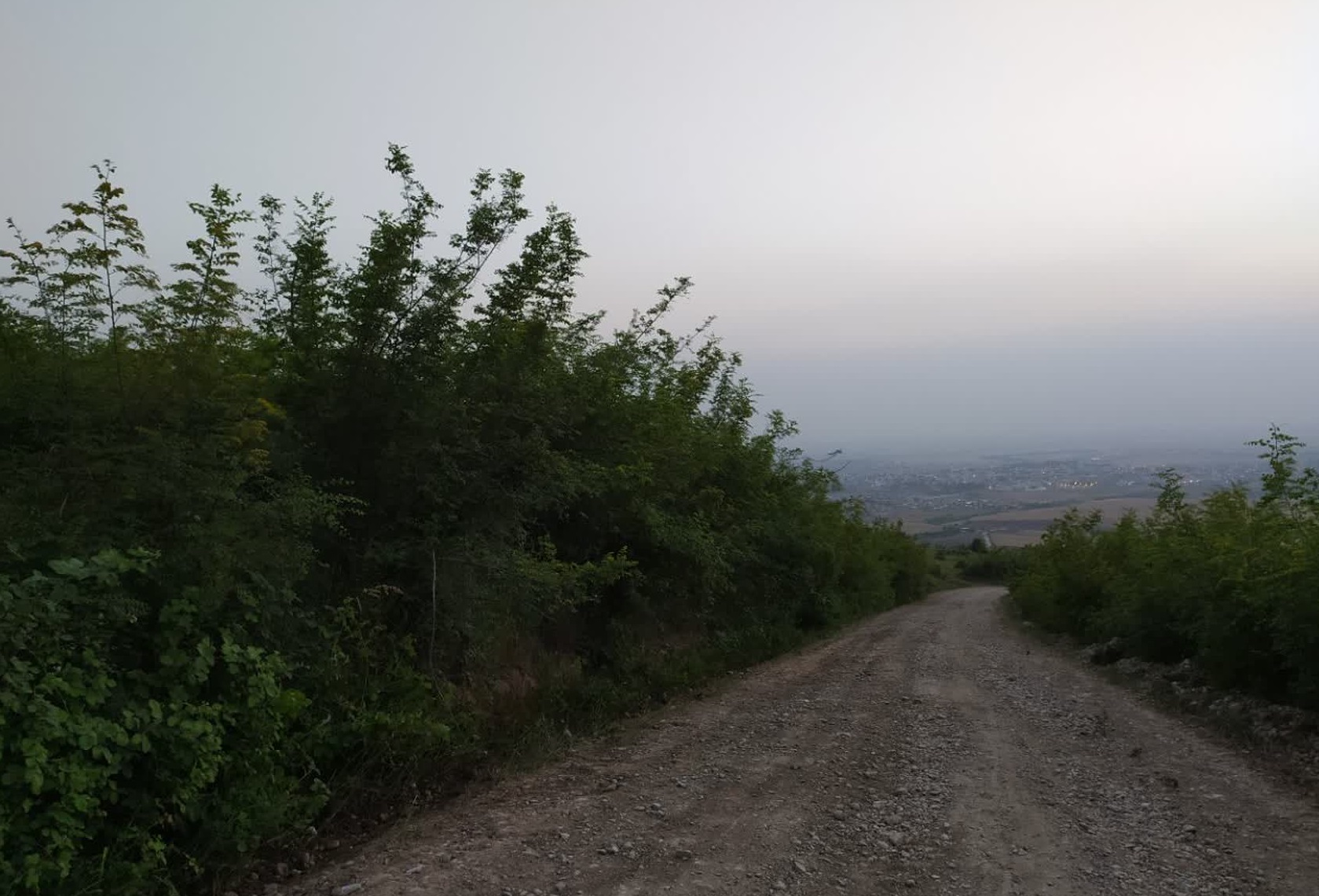 jangal0