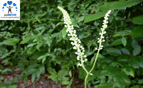 Black-Cohosh