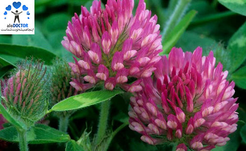 Red-Clover