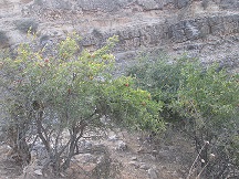 IMG 4634