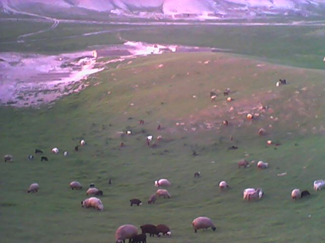 ashayer