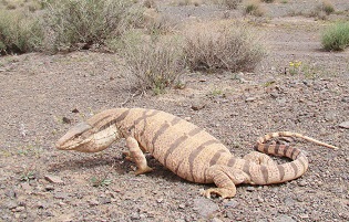 بزمجه ی مراوه تپه