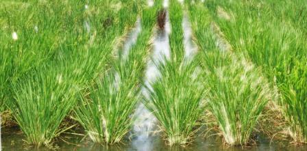 rice.mar1