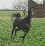 horses