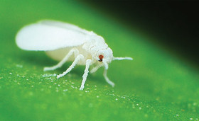 1409725614099 whitefly11