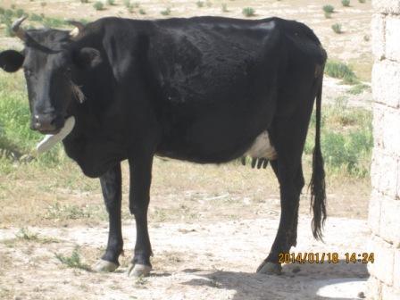 madarghav