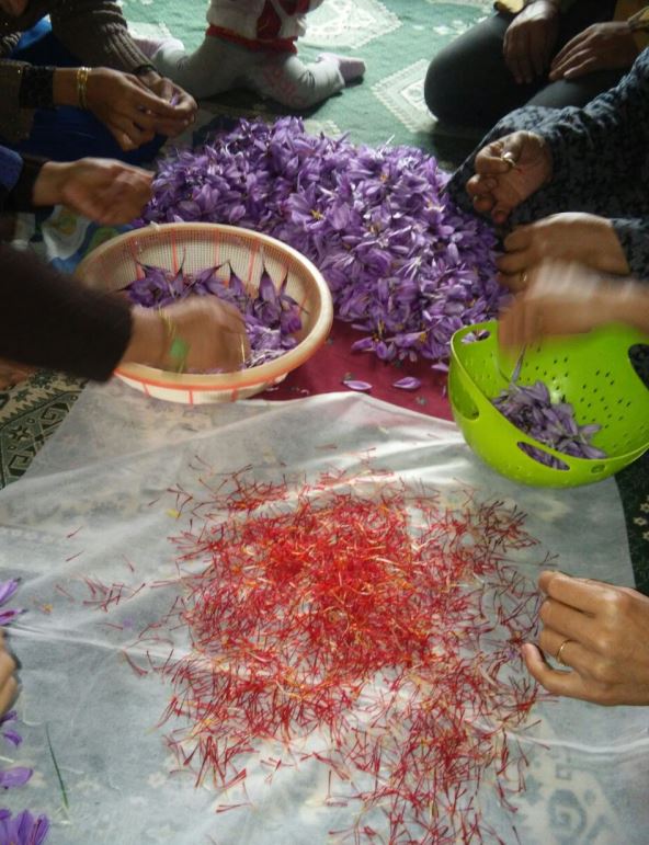 زعفران لهندر