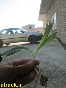 salab1