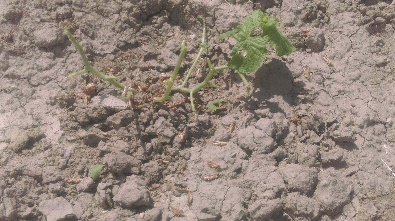 photo 2019-06-11 20-21-15