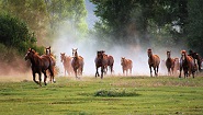 اسبهای وحشی مراوه تپه 