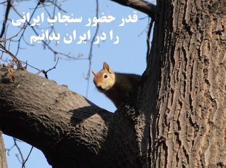sanjab1